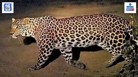 Leopard Goa