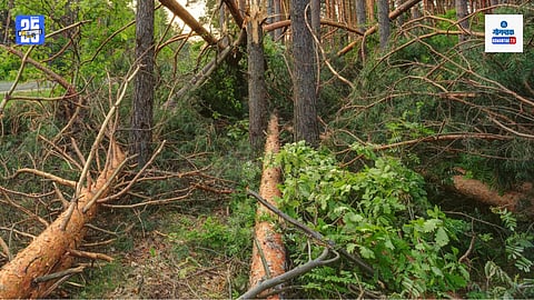 Rain Damage