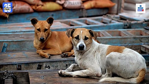 Stray Dogs China