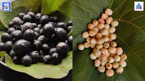 Summer Seasonal fruits