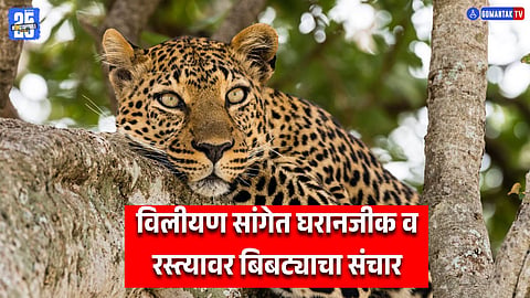 Leopard In Goa
