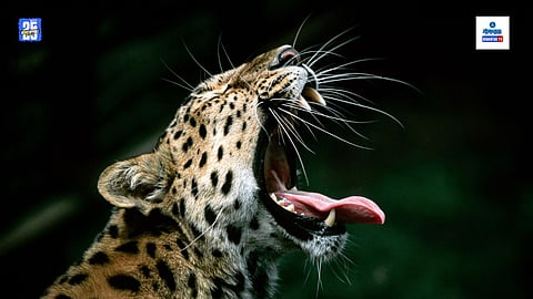 Wild Animals In Goa