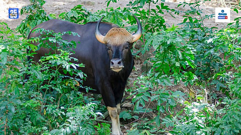 Bison in Goa, Gaur In Goa