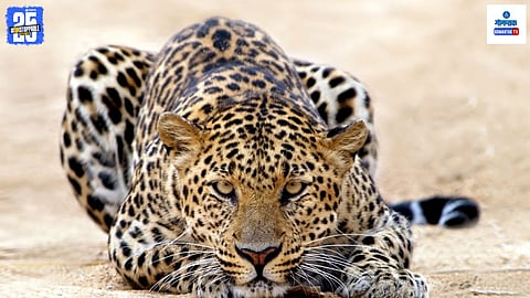 Leopard Attack Position