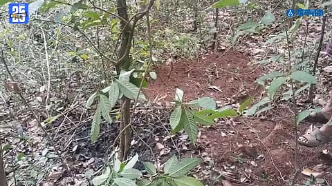 wild boar death