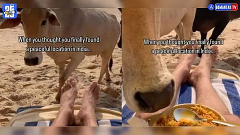 Aussie Bhai Cow Video Viral