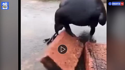 Crow Viral Video