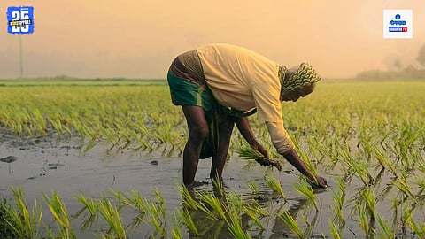 Goa rice farming