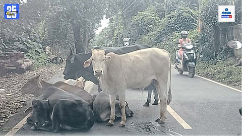Mayem Stray Cattle Issue