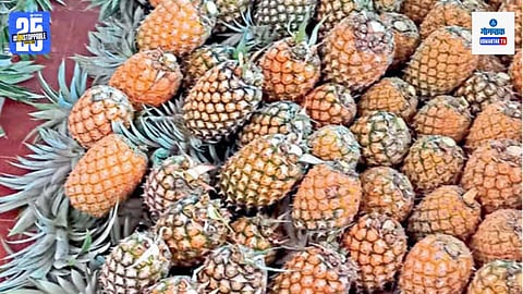 Pineapple Farming
