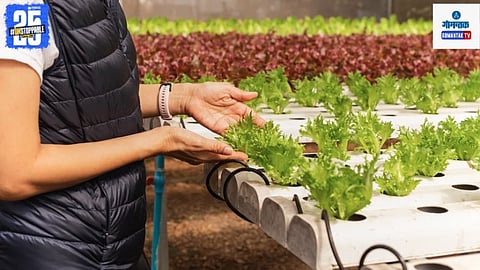 Hydroponic farming technique