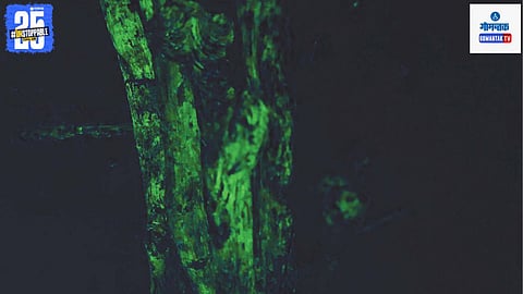 Bioluminescent trees in Sattari Goa