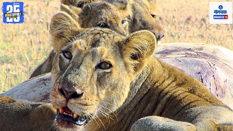 Lion behavior