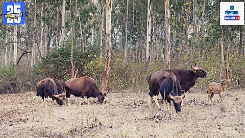 Indian Gaurs