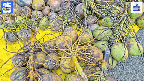 Goa Matoli Vendors