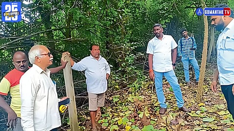 Arambol tree cutting issue