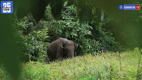 elephant Goa news