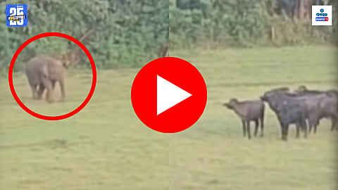 Viral Video: 'ओंकार' हत्तीची शेतात अचानक एन्ट्री... म्हशींनी जीव वाचवण्यासाठी ठोकली धूम, सोशल मीडियावर व्हिडिओ व्हायरल