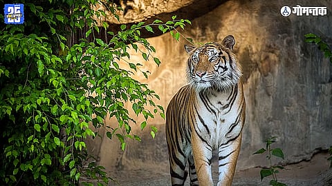 Tiger Reserve Goa