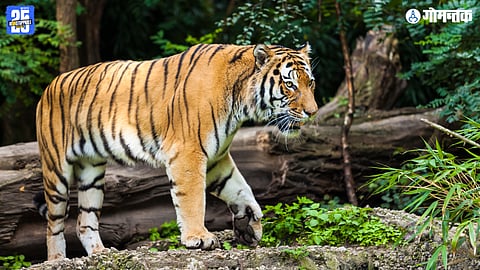 Tiger Reserve Goa