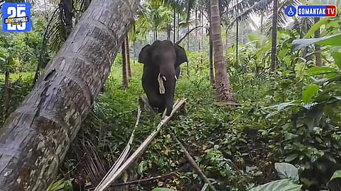 Omkar Elephant
