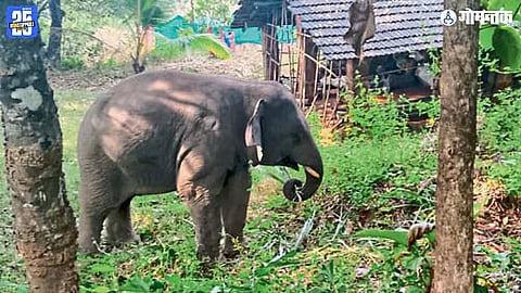 Omkar Elephant
