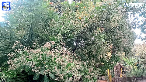 Goa Agriculture