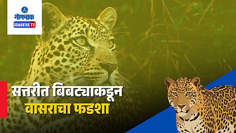 Goa Leopard Attack