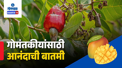 Goa cashew production, Goa mango crop