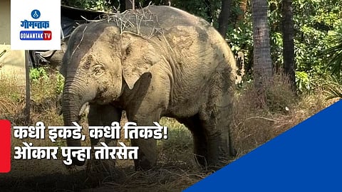 Omkar Elephant Latest Update