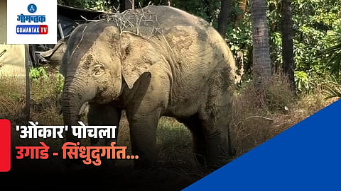 Omkar Elephant returns to Maharashtra