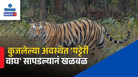 Decomposed tiger found Sakorda Goa