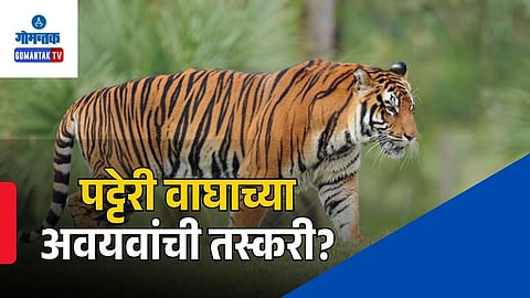 Tiger Poaching Suspected Goa