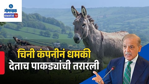 Pakistan Donkey Meat Export