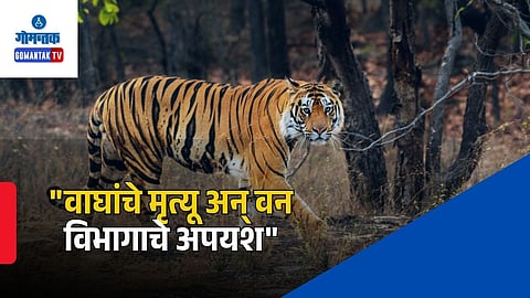 Tiger Deaths Goa