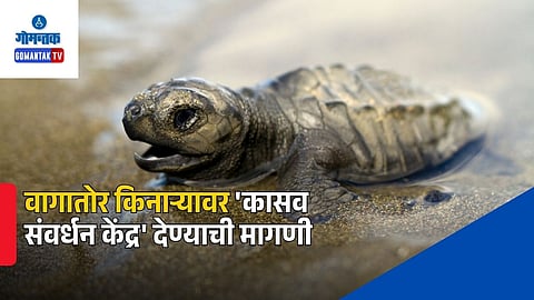 Olive Ridley Turtles