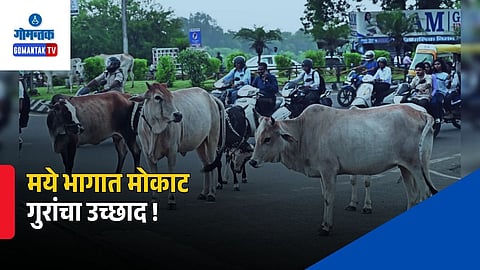 Stray Cattle Problem