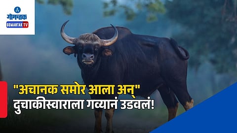 Goa Wild Bison