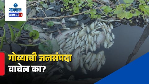 Goa Lake Pollution