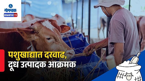 Cattle Feed Price