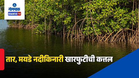 Mangrove destruction Tar Mayde river