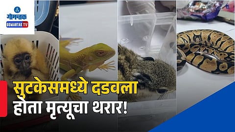 Exotic Wildlife Smuggling Mumbai International Airport
