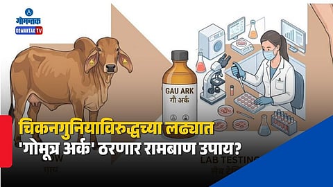 iit roorkee study cow urine distillate chikungunya virus ayurveda research