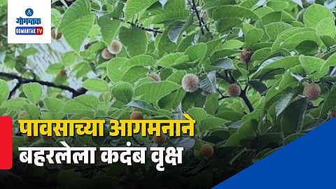 Kadamba Tree Monsoon