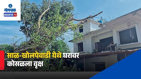 Tree Falls on House Goa
