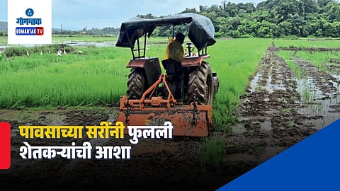 Bicholim Paddy Cultivation