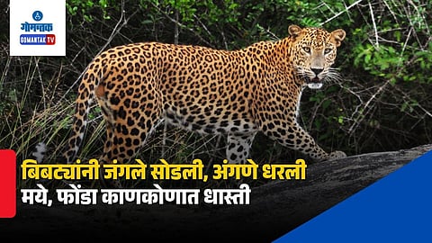 Goa Leopard Sightings