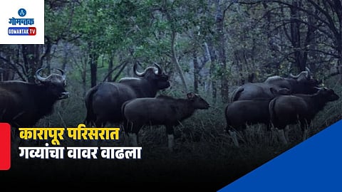 Karapur Gaur Movement