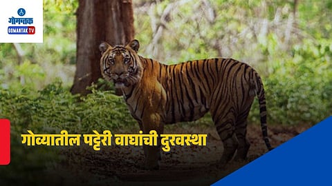 Global Tiger Day 2026