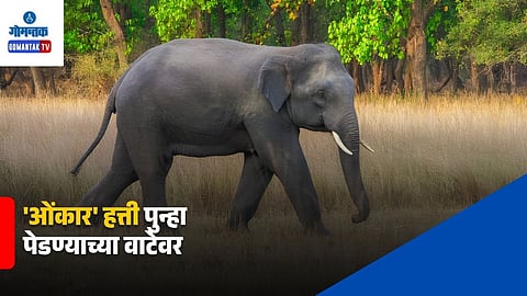 Omkar Elephant Latest Update